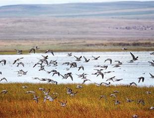 Kuyucuk bird paradise popular in ecotourism