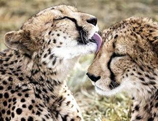 Race to save the cheetah as extinction threat revealed