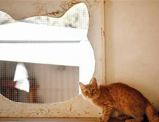 Greek Cypriot volunteers struggle to feed soaring cat population