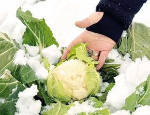Fresh fruit, vegetable prices skyrocket in Turkey amid harsh winter conditions