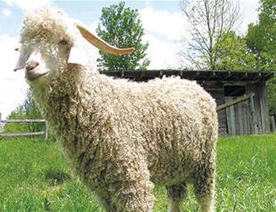 Turkey’s first sperm bank for goats founded