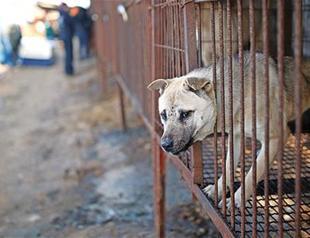 Raised for meat, dogs head for new homes