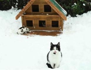 Municipalities mobilize to protect stray cats from winter weather in Istanbul