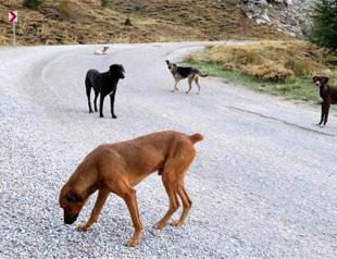 Abandoned dogs struggle for life in Turkey’s south