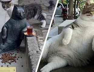 Sculpture of cat phenomenon ‘Tombili’ inaugurated in Istanbul