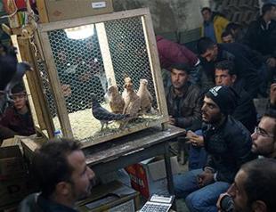 Prized pigeons fetch high prices at famed Turkish auction