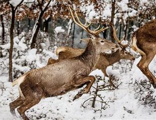 Deer numbers increase eightfold in Uludağ University project