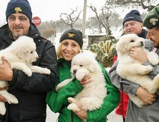 Puppies found in Italy avalanche hotel