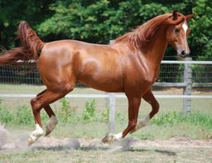 Turkish man arrested after stealing horse ‘to pass kidney stone’