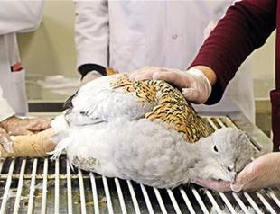 Wounded bustard found in Tunceli