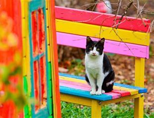 Volunteers set up village for stray cats in Turkey’s Antalya