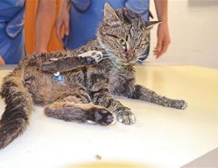 Frozen cat rescued in Turkeys Isparta