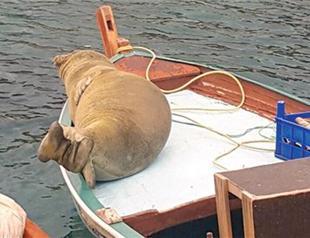 Mediterranean seal in İzmirs Karaburun
