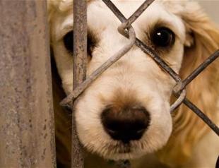 Humans, animals need same affection, says Turkey’s Religious Affairs Directorate