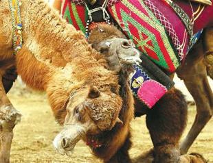 Aegean camels wrestle for charity