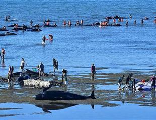 New Zealand beached whale crisis ‘over’ say rescuers