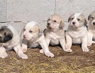 Visitors admire new-born puppies in Turkey’s Aksaray