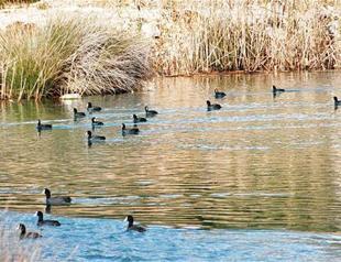 Santa Claus sanctuary home to birds