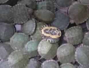 4,000 red eared slider turtles seized at Atatürk International Airport in Istanbul