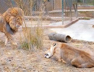 Lion couple meets on Valentine’s Day