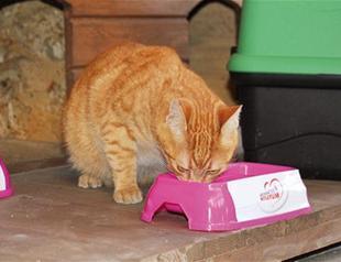 ‘Cat Campus’ opens in Istanbul