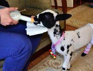 Family in Turkey’s Manisa adopts motherless 15-day-old lamb