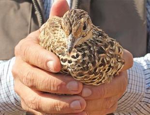 Black francolins set free