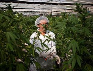 Israel gives green light to decriminalize marijuana use