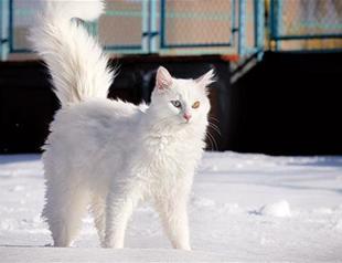 Van cats implanted with chips to maintain bloodline