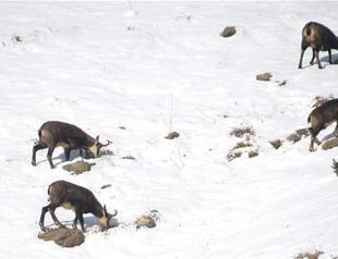 Pyrenean chamois monitored in Erzincan