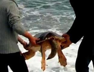 Locals save life of stranded caretta caretta turtle in Turkey’s Muğla