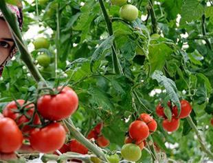 Turkish agribusinesses lose $425 million due to continuing Russian sanctions