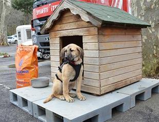Puppy famed for being rescued from well in Istanbul after 10 days falls sick