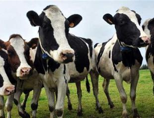 Turkey ‘expels Dutch cows’ amid diplomatic crisis