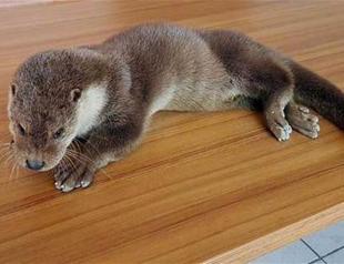 Rare injured otter receives treatment in Turkey’s Tunceli