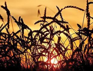 Moscow accuses Turkey of violating WTO rules amid debate on ‘wheat ban’