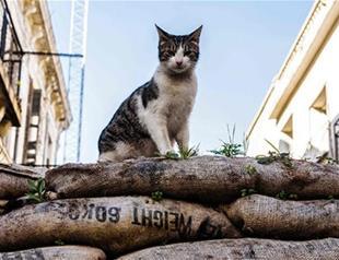 Turkish Cypriots push private sector despite embargo