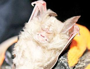 Endangered bat found in Hatay