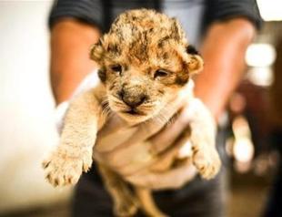 Turkish man caught smuggling baby lion cub from Ukraine