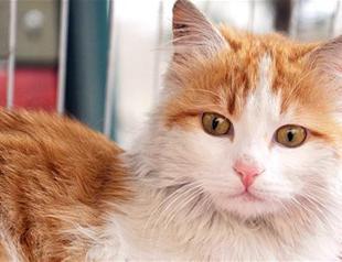 Cat rescued by Turkish soldier in Syria’s al-Bab receiving demands from around world