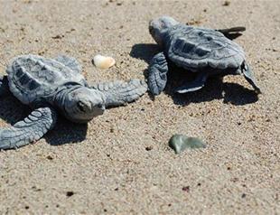 Turkish ministry warns businesses by sea turtle beaches must adhere to rules