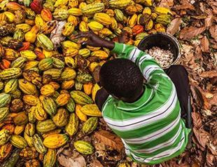 Congolese cocoa waits for peace to pursue sweet future