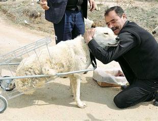 Shopping trolley becomes walker for dog