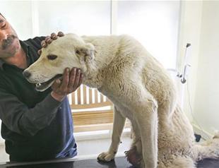 Paralyzed dog getting help from animal lovers
