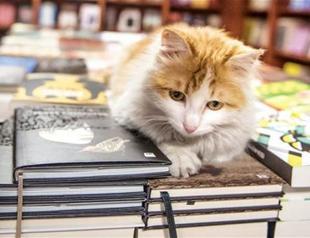 Cat rescued by Turkish soldier in Syria’s al-Bab finds new home in Istanbul bookstore