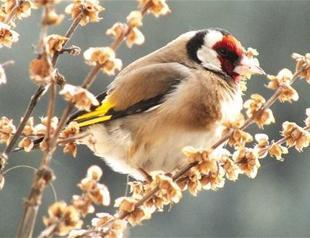 Göksu Delta to be observed with cameras
