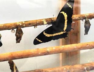 Farm hosts butterfly aficionados