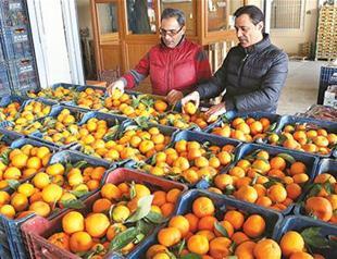 Food prices key in Turkey’s skyrocketing annual inflation: Central Bank report