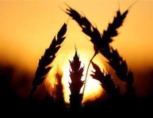 Russia ‘to keep all restrictions in place as long as Turkish duties on grain remain’