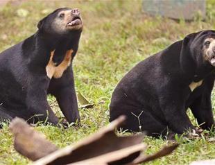 Shopping habits hurting endangered species